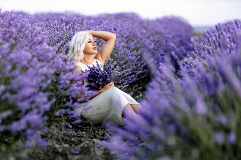 Lavender plants